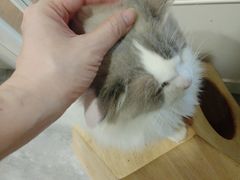 -楼上猫咖(罗湖店)