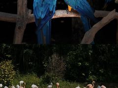 -杭州野生动物世界