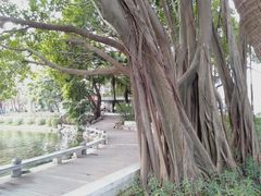 -荔湾湖公园