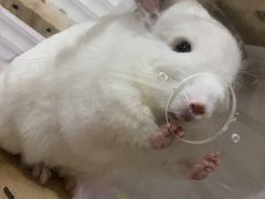 -乐友嘉宠物诊疗中心