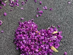 -南宁良凤江国家森林公园