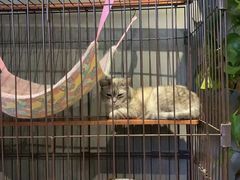 -脉冲品质汽美·贴膜(闵行店)