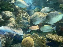 -上海海洋水族馆
