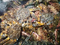 -77号渔船·蒸海鲜青岛菜(积米崖店)