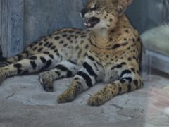 -西霞口神雕山野生动物世界