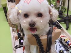 -美联众合动物医院·24h转诊中心