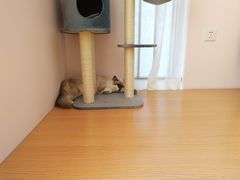 十六-Sweet cat·星愿猫咖(国贸大厦店)