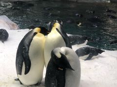 -帝企鹅自助餐厅•儿童岛•真企鹅(长隆企鹅酒店)