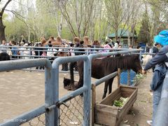 -长白岛森林公园