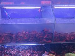 -虾铺子龙虾·私房菜(金源花苑店)