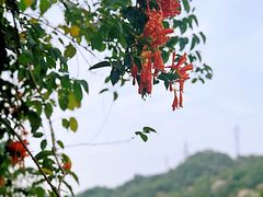 -丹樱生态园
