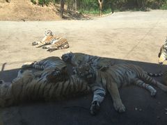 -大连森林动物园