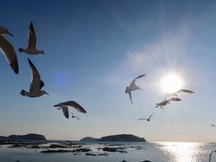 -星海湾跨海大桥