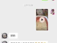 -翊宠yipet猫狗购宠庄园犬舍•猫舍