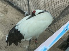 -盐城丹顶鹤湿地生态旅游区
