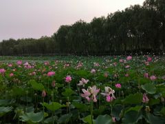 -东郊湿地公园