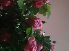 -长春公园(普阳街道)