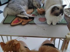 -平行世界·猫咖(首经贸店)
