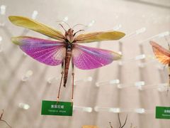 -国家自然博物馆