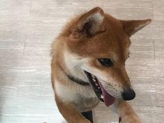-柴犬高等学院·狗咖·柴犬售卖·宠物训练