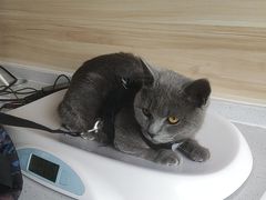 -瑞派宠物医院·犬猫全科·猫友好(宾水西道店)