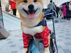-萌宠之家·腊肠犬·马尔泰·小体犬舍