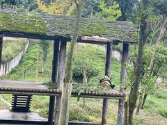-中国大熊猫保护研究中心雅安碧峰峡基地