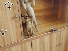 -猫十亿·布偶金渐层·曼基康矮脚猫舍(青年路店)