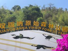 -西双版纳原始森林公园