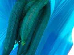 -南汇老顾农家乐采摘大团水蜜桃采摘店