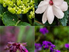 -深圳市中科院仙湖植物园