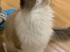 -滚猫咖啡·猫咖·猫友好撸猫(未来城店)