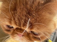 -平行世界·猫咖(首经贸店)