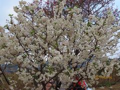 -天适樱花悠乐园