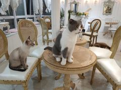 -共舞时光猫咖·狗咖(新街口店)