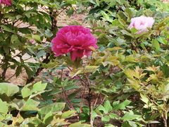 -洛阳市隋唐城遗址植物园