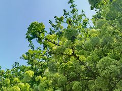 -铁山坪森林公园