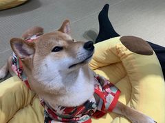 -逗柴咖啡屋·狗咖猫咖宠物桌游