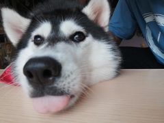 -Husky Go! 哈士奇体验馆·宠物咖啡厅狗咖