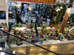 -双季花艺园艺市场(浦东店)