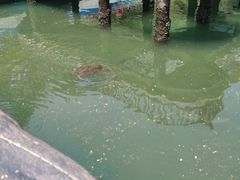 -广东惠东海龟国家级自然保护区