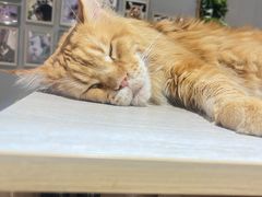 -藏猫猫咖啡主题馆(中央大道店)