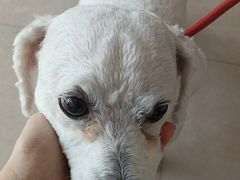 -艾贝尔宠物医院·狂犬免疫点(江山金象城店)
