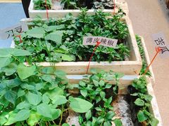 -双季花艺园艺市场(浦东店)