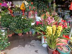 -溪岸路花鸟市场