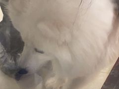 -共舞时光猫咖·狗咖(新街口店)