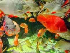 -太平洋海底世界