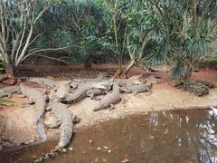 -海南热带野生动植物园