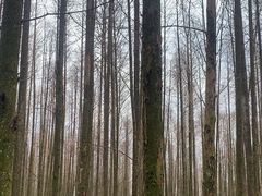 -山王坪喀斯特国家生态公园