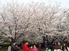 -武汉大学-樱园